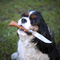 image du programme