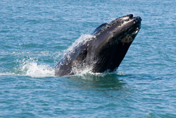Islande - Baleine
