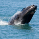 Islande - Baleine