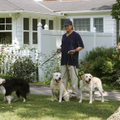 Téléfilm : A Dog Year