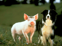 Babe (le cochon devenu berger) •